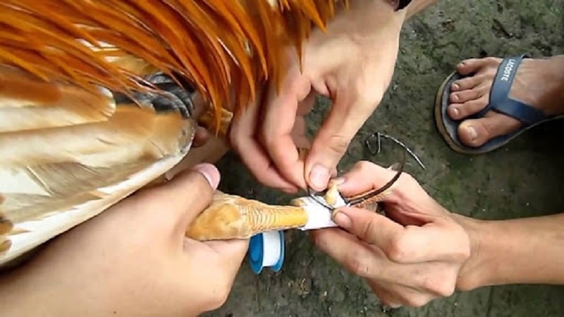 Buộc cựa – điểm đặc trưng của gà miền Nam