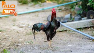 Các Phương Pháp Huấn Luyện Gà Đá Cực Kỳ Hiệu Quả Cho Sư Kê