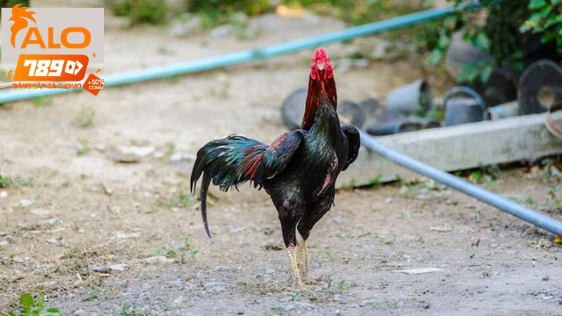 Các Phương Pháp Huấn Luyện Gà Đá Cực Kỳ Hiệu Quả Cho Sư Kê