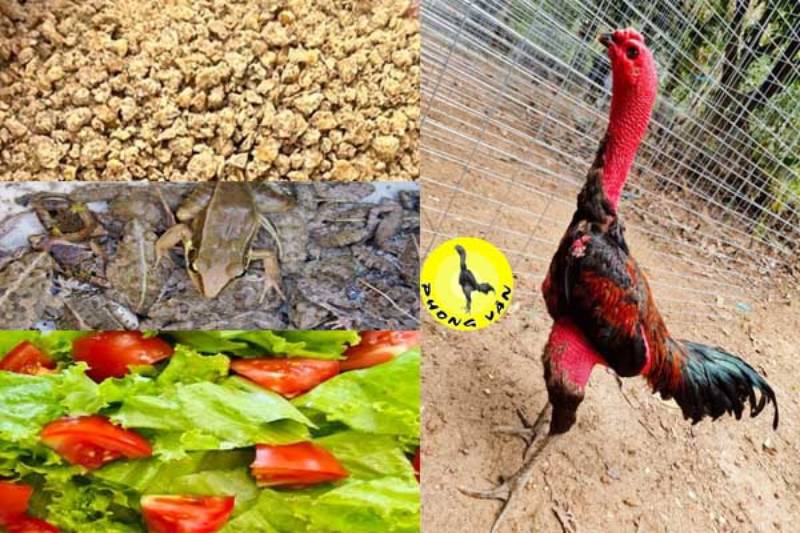 Chế độ ăn uống