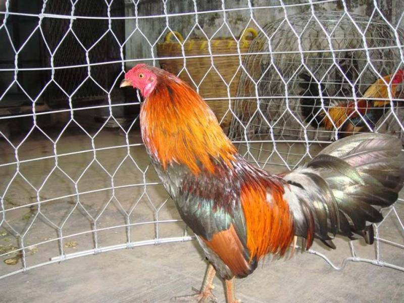 Chế độ huấn luyện và chăm sóc