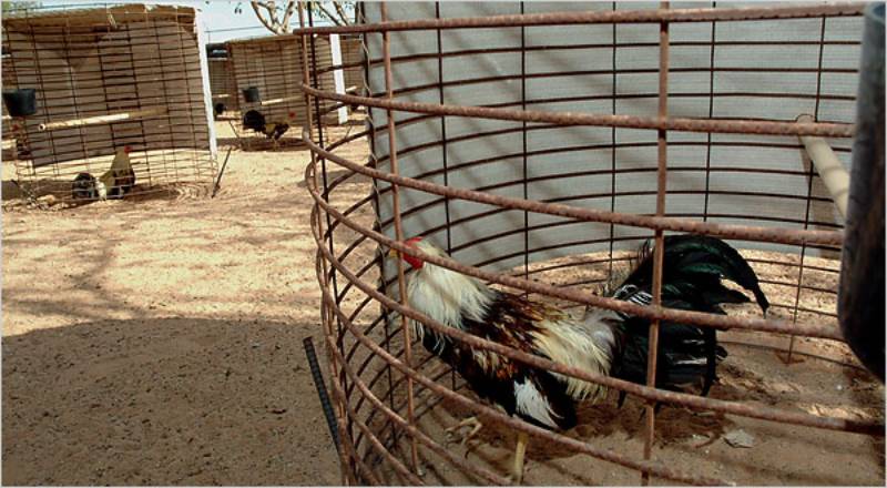 Chọn vị trí đặt chuồng hợp phong thủy và thực tế