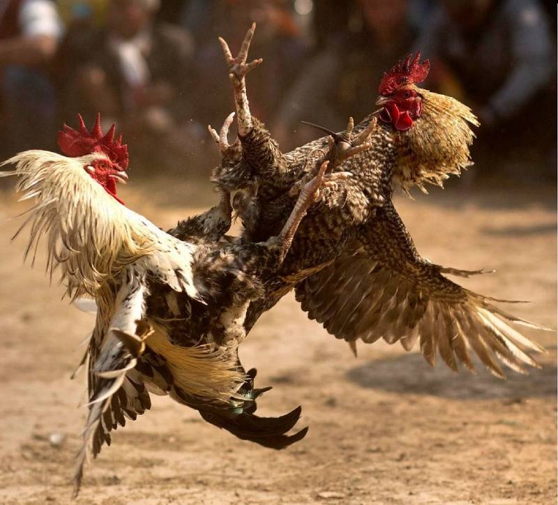 Đá gà C1 là gì?