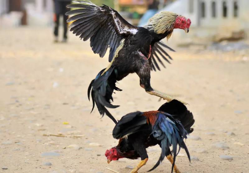 Đá gà C1 và giá trị của những chiến kê vô địch