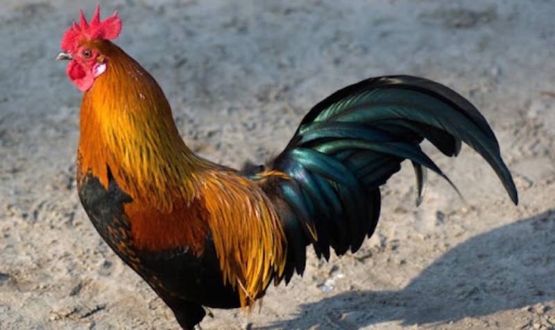 Da, lông và màu sắc 