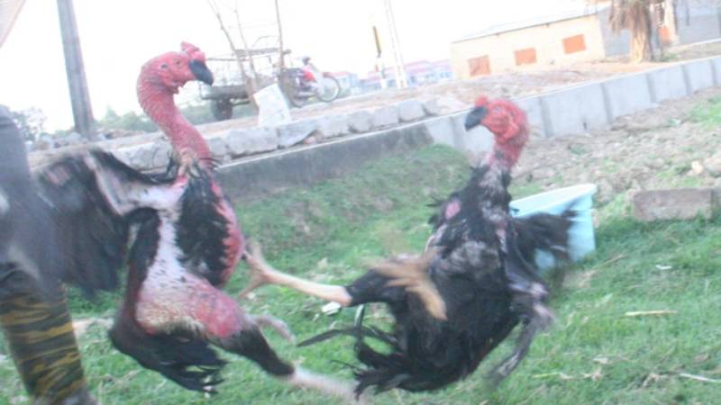 Gà chọi Thổ Hà 