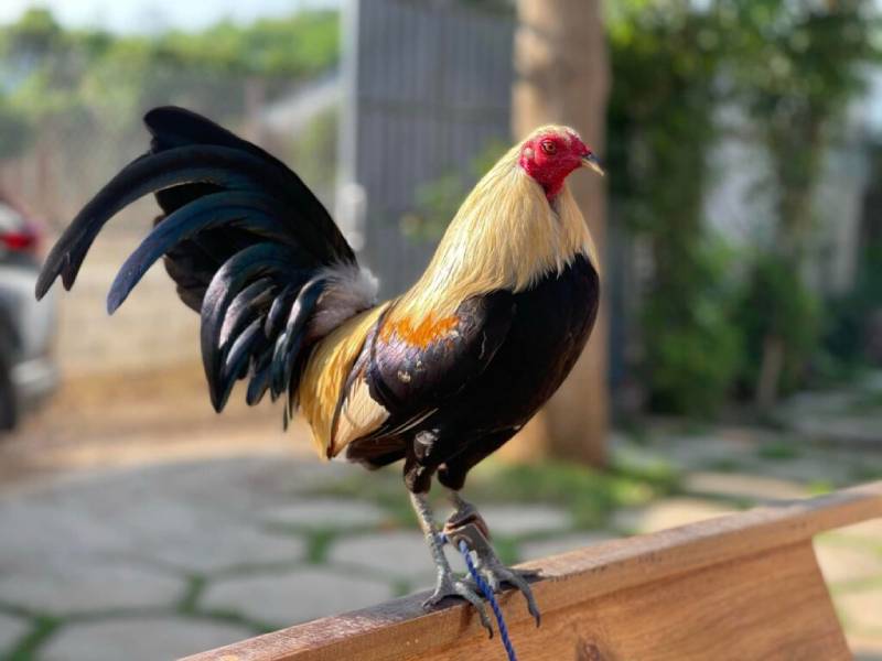 Gà đá cựa sắt 