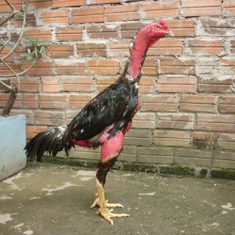 Gà nòi Bình Định