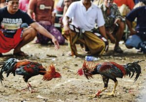 Luat Da Ga Mien Nam – Quy Dinh Can Biet Khi Tham Gia Truong Ga