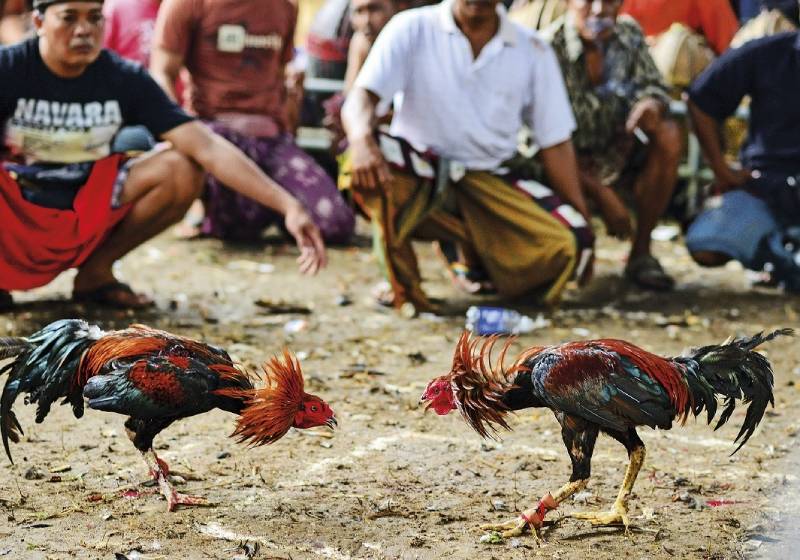 Luat Da Ga Mien Nam – Quy Dinh Can Biet Khi Tham Gia Truong Ga