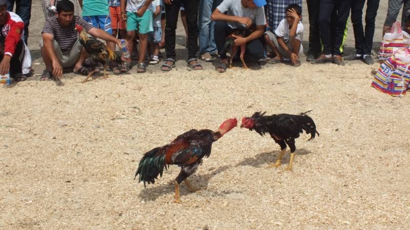 Luật lệ và sự công bằng trong thi đấu