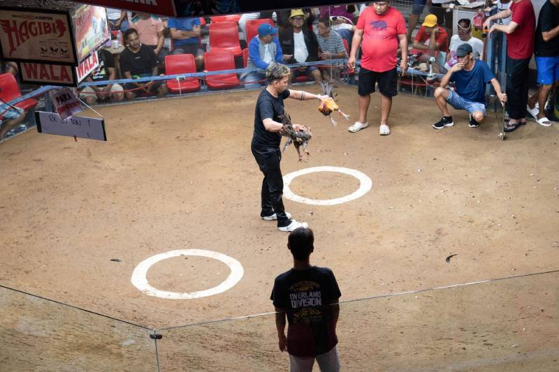 Đá Gà Cựa Dao Philippines Là Gì? Bộ Môn Gà Chọi Đầy Kịch Tính 6 Lý do đá gà cựa dao Philippines nổi tiếng toàn cầu