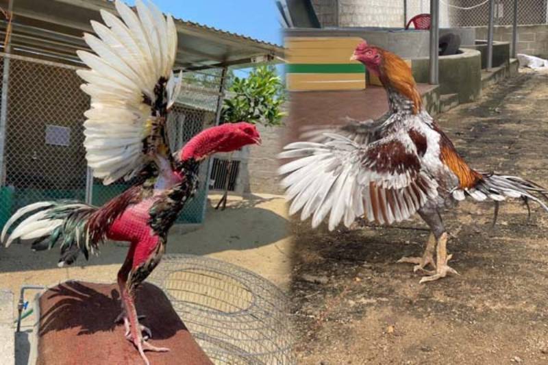 Sự Khác Biệt Giữa Gà Nòi Và Gà Đá Cựa Sắt – So Sánh Thực Tế