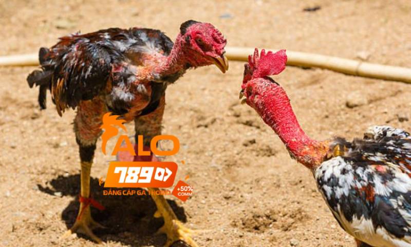 Sự khác nhau trong lối đá