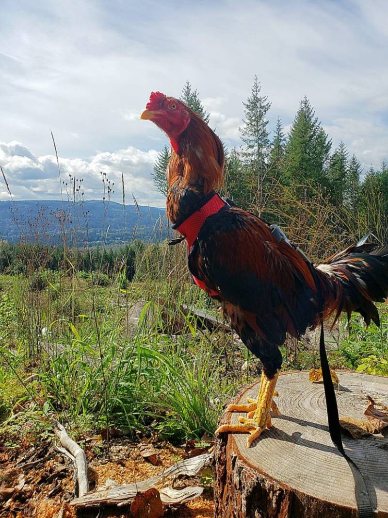 Thể hình và cấu trúc xương 