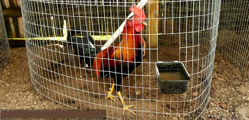 Thiết kế chuồng thoáng mát và chống nóng hiệu quả