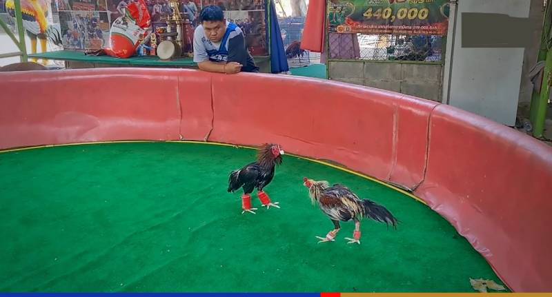 Trải nghiệm thực tế tại sân đá gà chuyên nghiệp