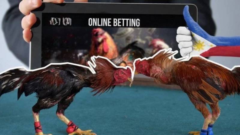 Tránh những sai lầm khi đọc kèo đá gà online