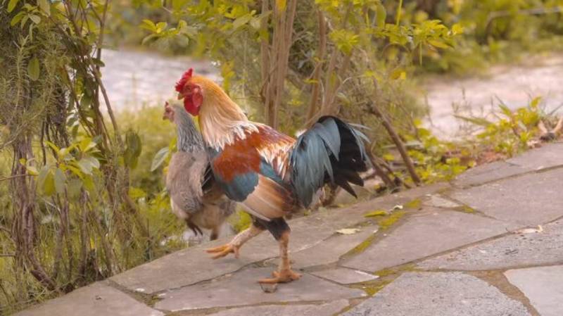 Tuổi thọ và giá trị của gà đá