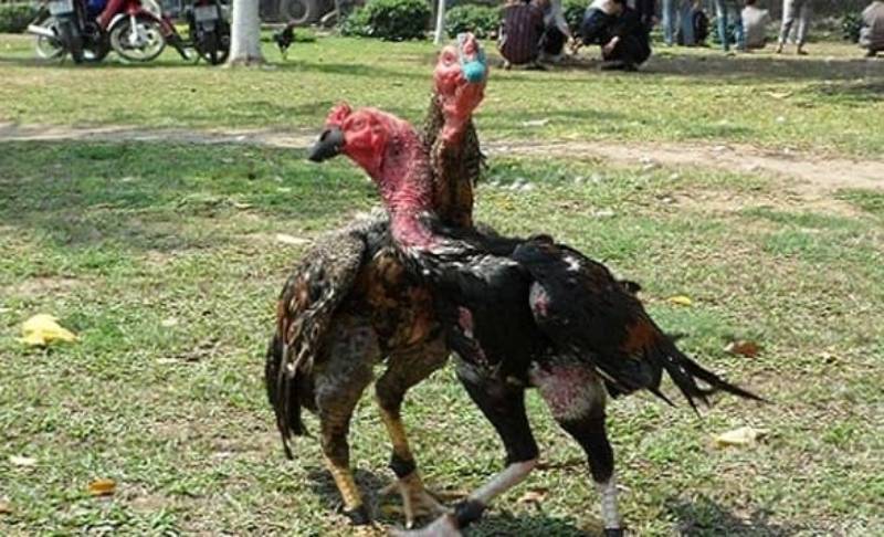 Vần đòn và tập đòn 