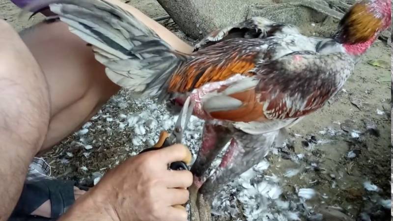 Vùng lông nào cần tỉa để gà luôn gọn gàng?