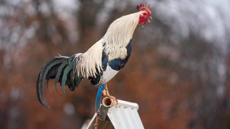 Yếu tố quyết định tuổi thọ của gà đá